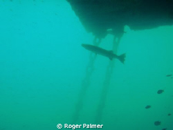 Barracuda on a SPM buoy by Roger Palmer 